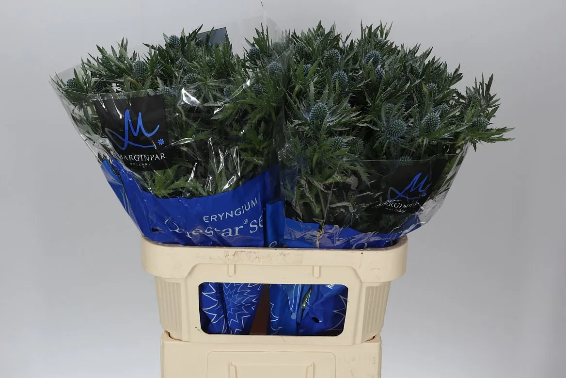 Eryngium Orion • 80 cm