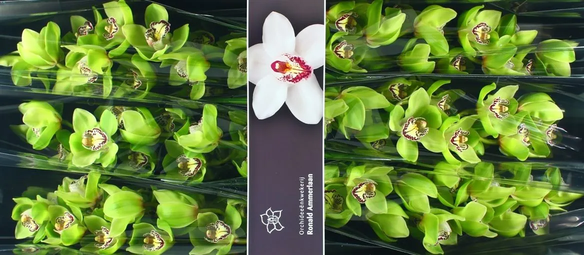 Orchidea Cymbidium Mrs Robin Hood, celá stonka • 80 cm