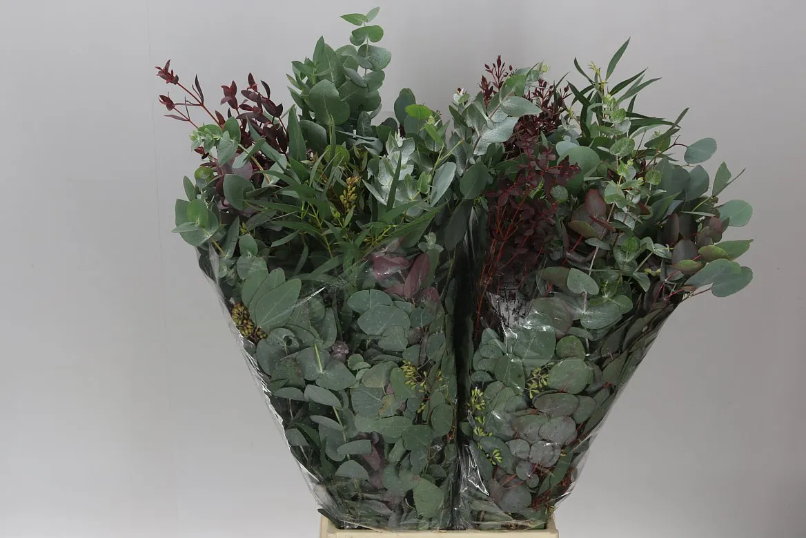 Eukalyptus mix • 70 cm