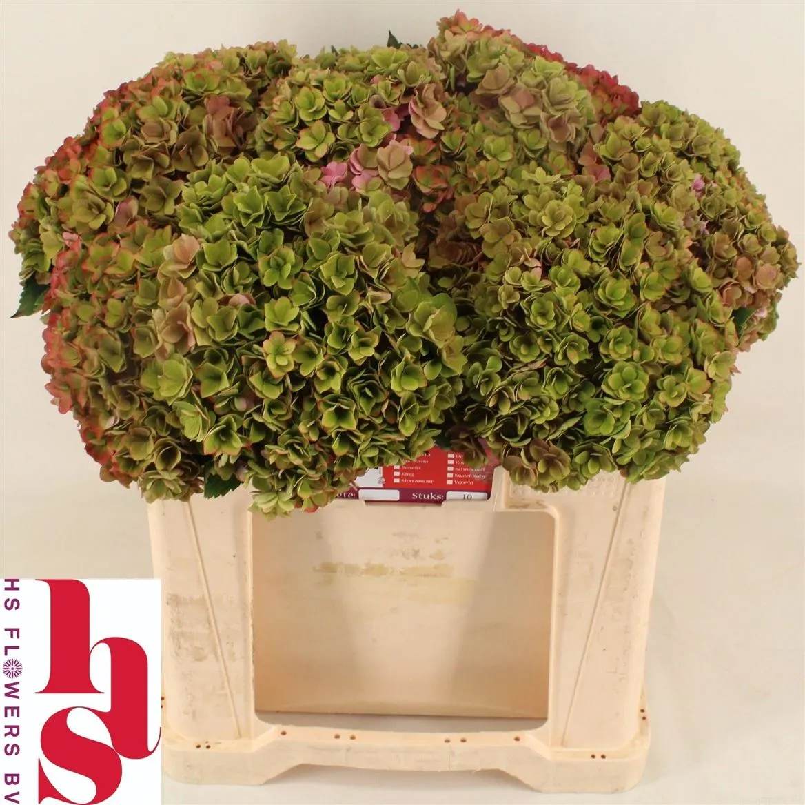 Hortenzia Kiss Classic • 50 cm
