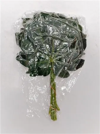 Aralia Medium Vacuum X1 • 40 cm