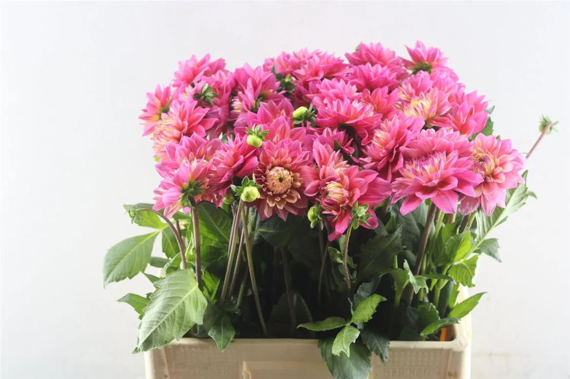 Dahlia Happy Salmon • 60 cm