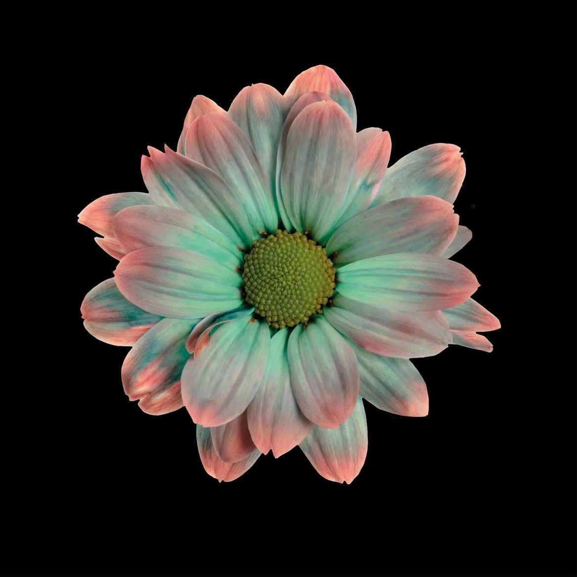 Chryzantéma trsová Kennedy Tropicana • 70 cm