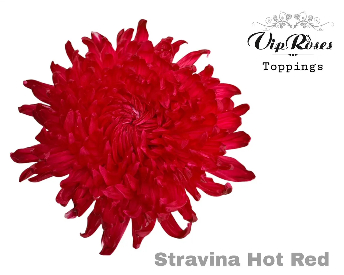 Chryzantéma veľkokvetá Stravina Hot Red • 65 cm
