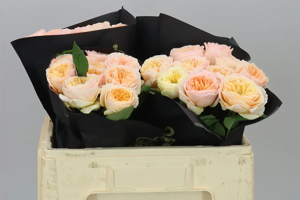 Rosa Gar Georgi Gardens! • 50 cm