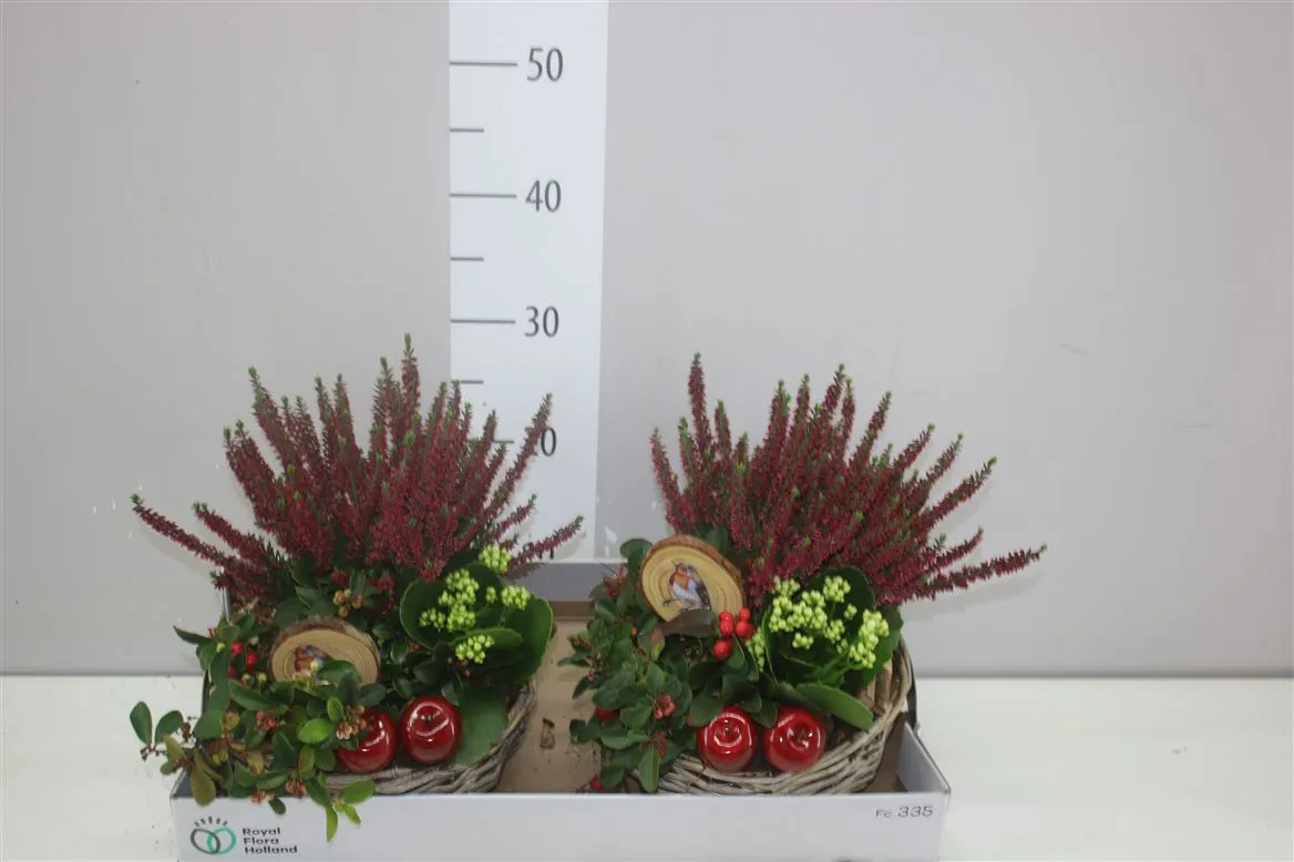 Arr Tuinplanten v prútenom košíku Rond • črepník 22 cm