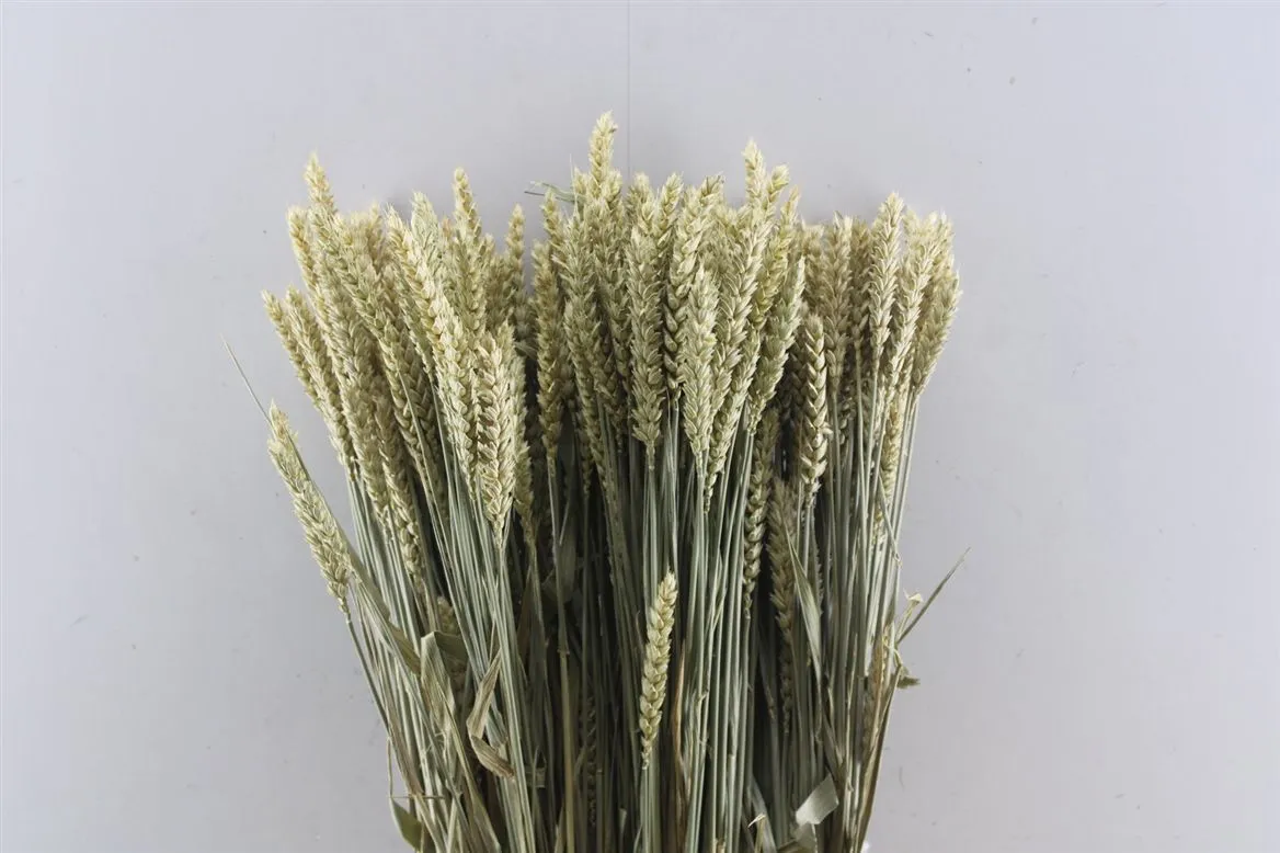 Wheat Naturel, sušené • 60 cm