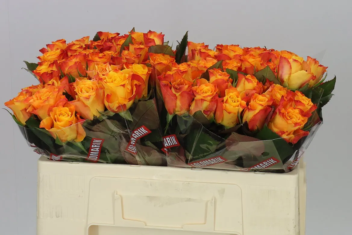Rosa Gr Marie-claire! • 50 cm