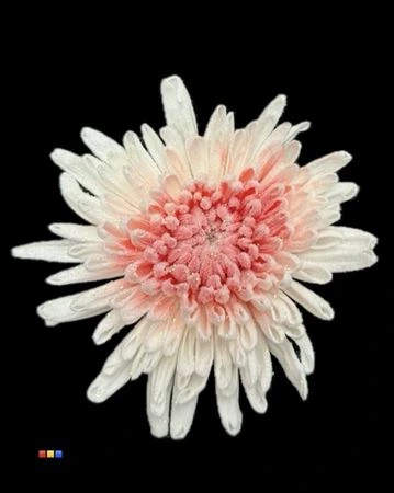 Chryzantéma veľkokvetá Marshmallow Red • 70 cm