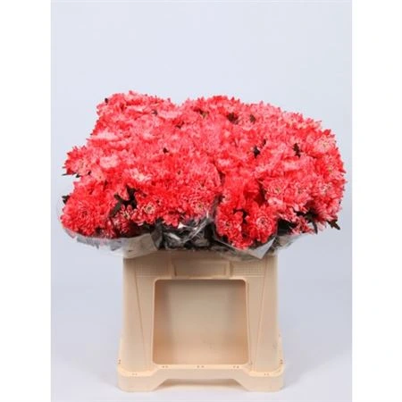 Chryzantéma trsová Baltica Pink Glt • 70 cm