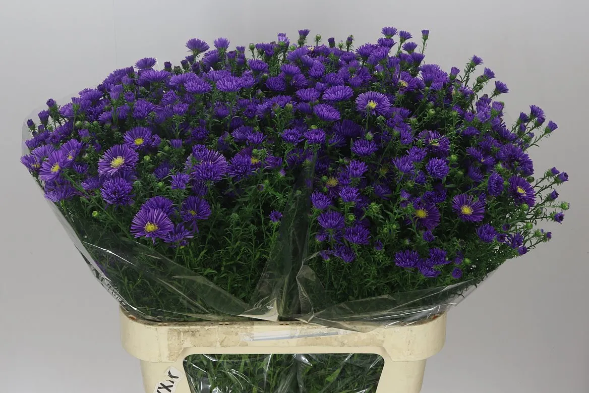 Aster Cecilia • 80 cm