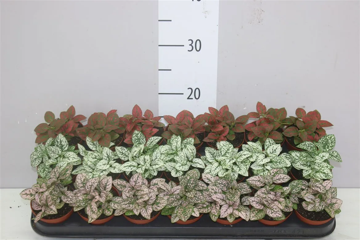 Hypoestes Ph Gemengd • črepník 8,5 cm