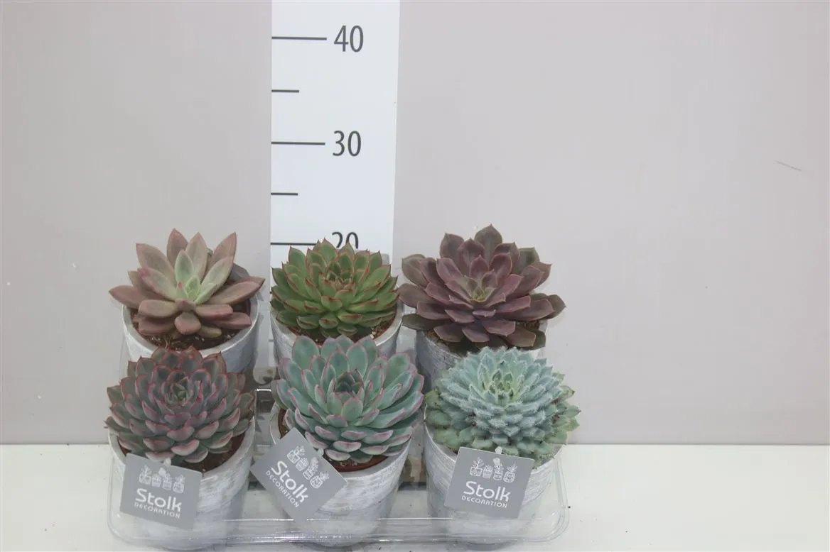Echeveria Herfst mix White Wash v keramike • črepník 11 cm