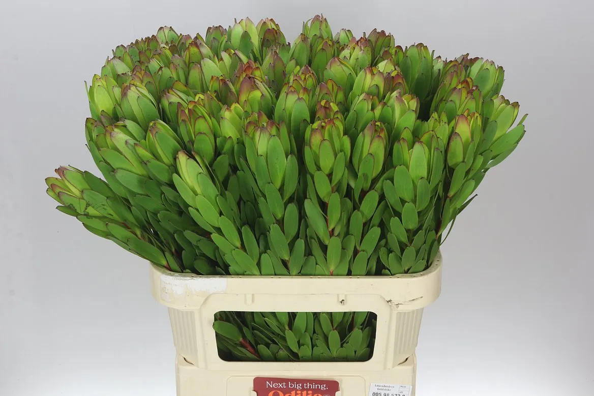 Leucadendron Safari Goldstrike • 80 cm