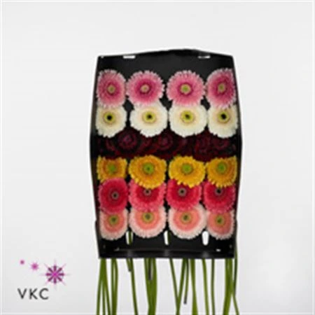 Germini Pomponi mix • 45 cm