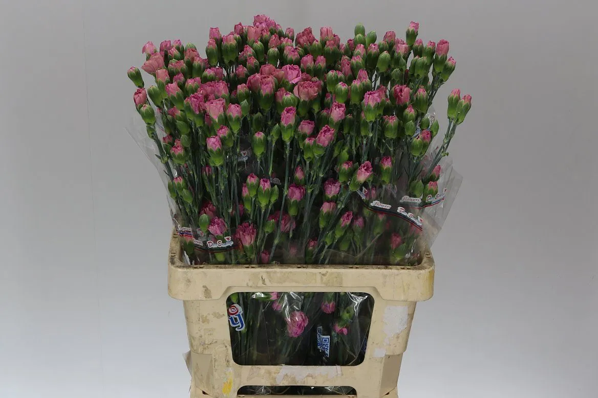 Karafiát trsový Mocca Sweet • 65 cm