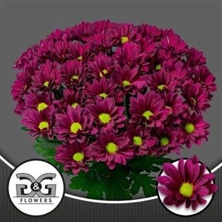 Chryzantéma trsová Purple Star • 70 cm