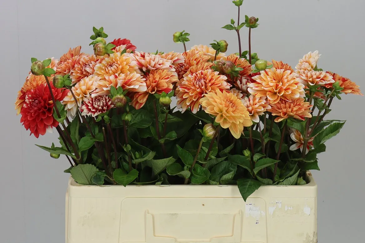 Dahlia Striped Nagano • 50 cm