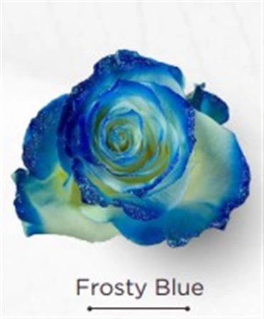 Ruža farbená Frosty Blue, Ekvádor • 50 cm