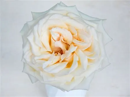 Rosa Gar Princess Maya • 50 cm