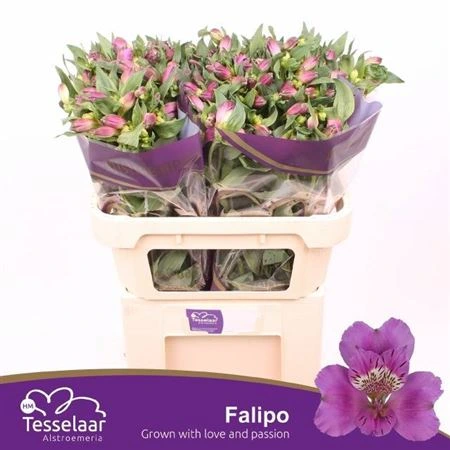 Alstroméria Falipo • 75 cm