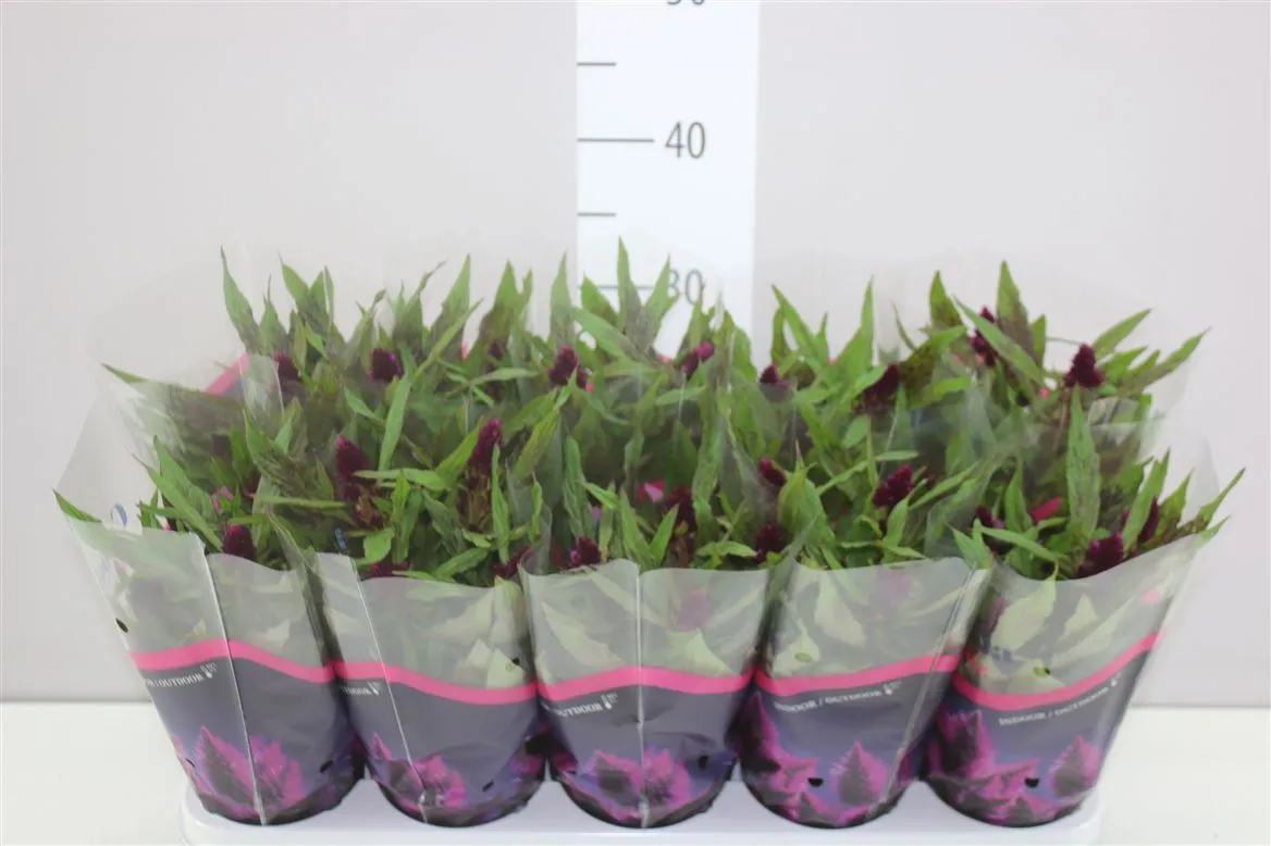 Celosia Intenz D Purple • črepník 12 cm