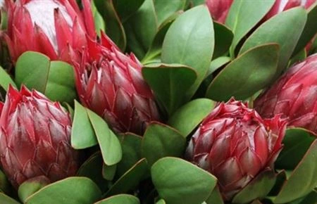 Protea Madiba • 50 cm