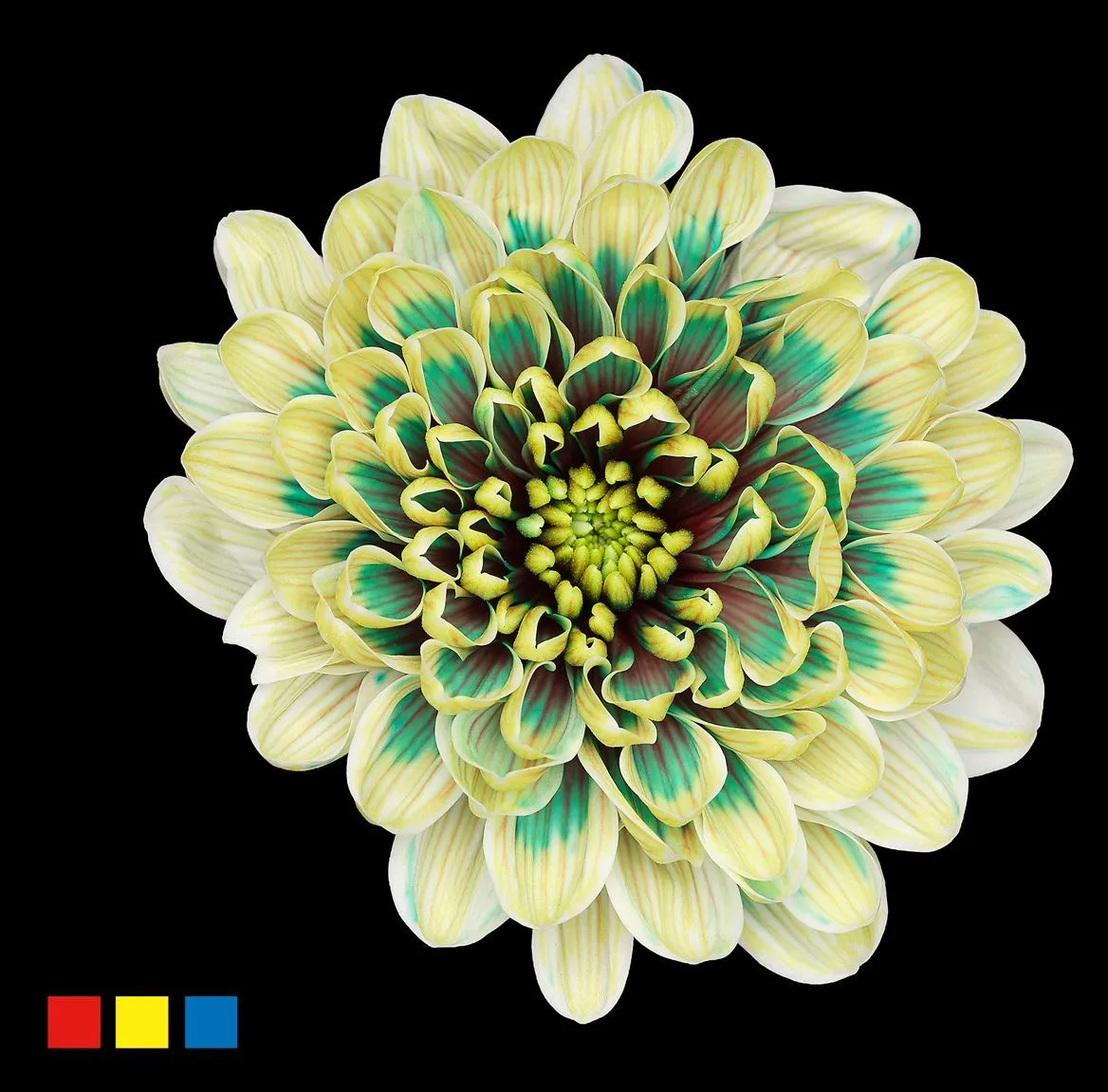 Chryzantéma trsová Altaj Hawai • 70 cm