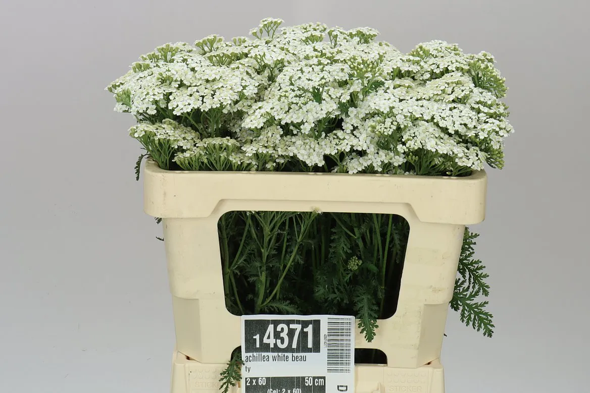 Achillea White Beauty • 55 cm