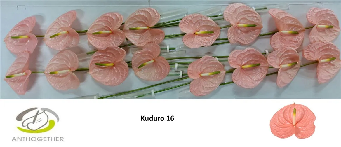 Anth Kuduro