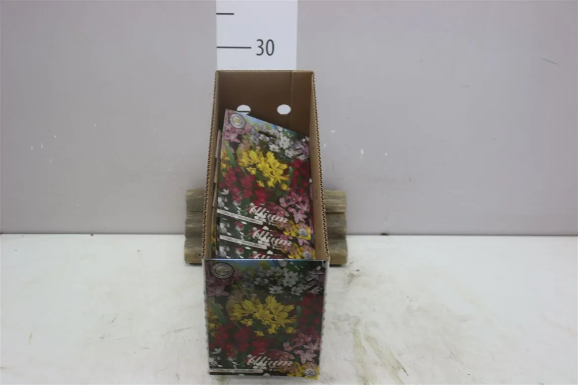 Bol Allium mix X5