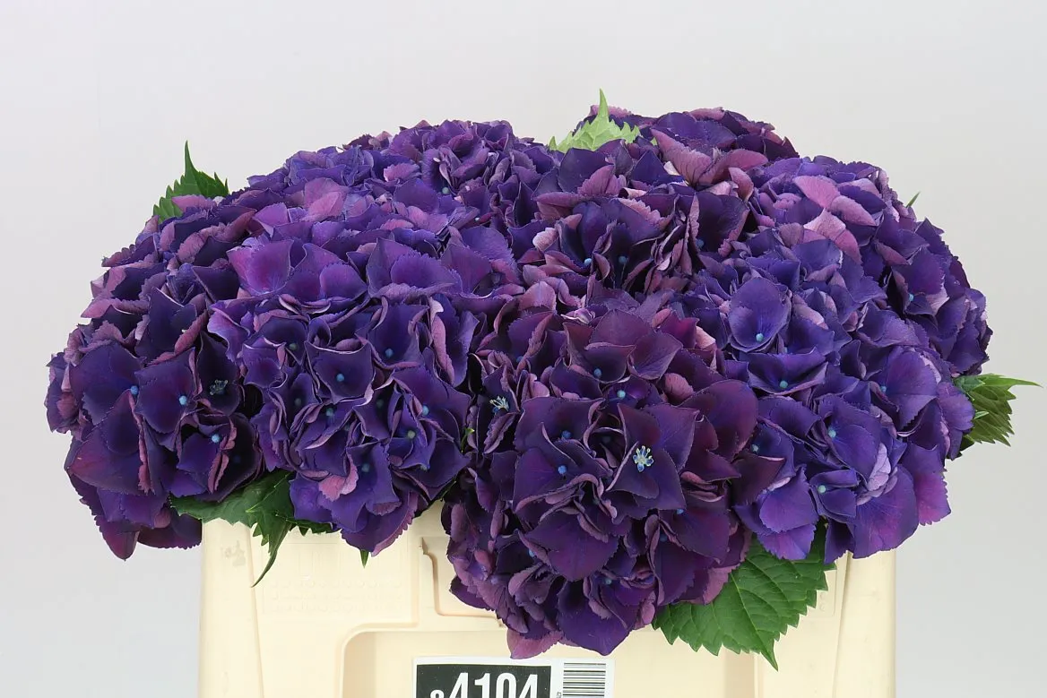 Hydrangea King • 50 cm
