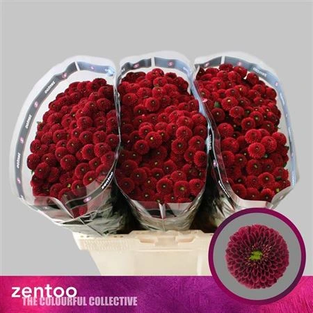 Chryzantéma santini Purpetta Red • 55 cm
