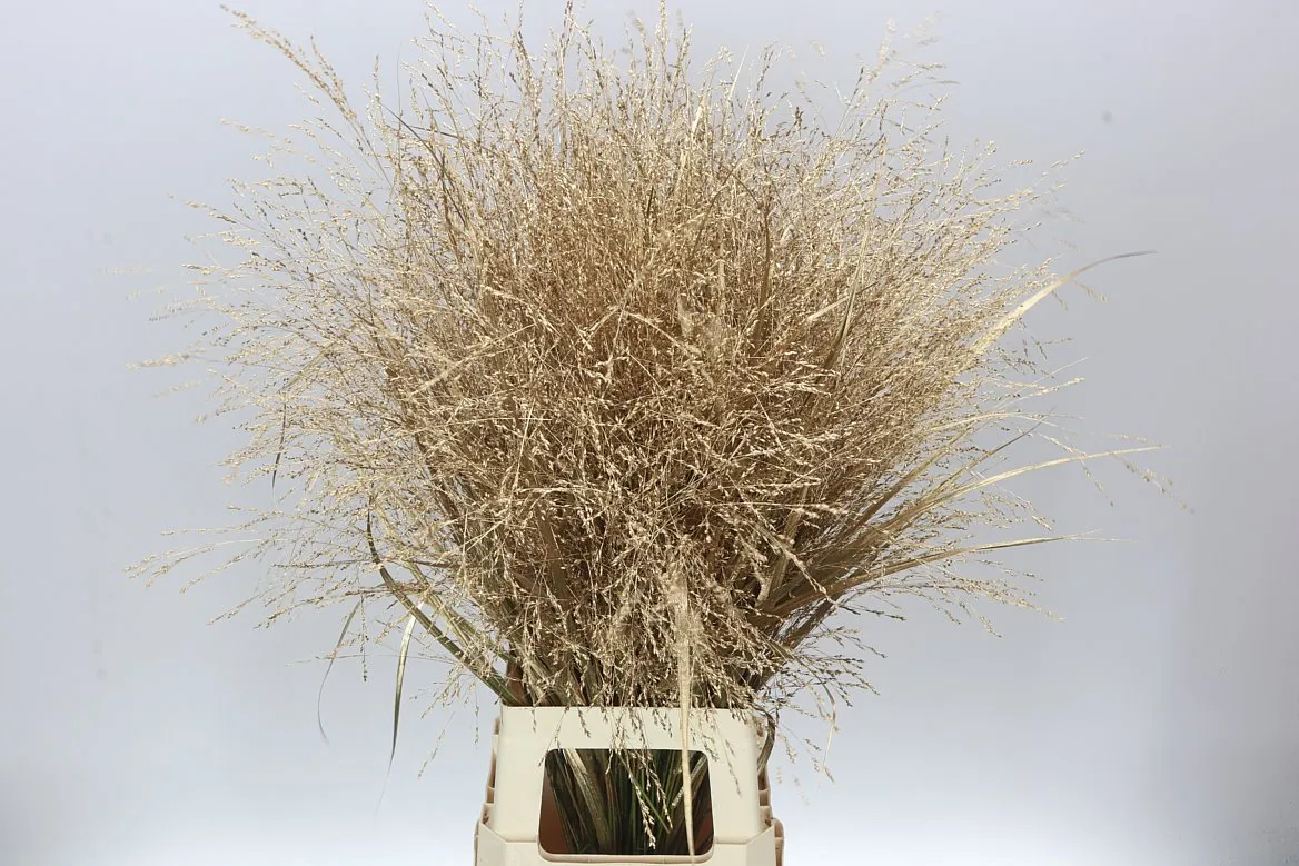 Panicum farbené Antique Gold • 90 cm