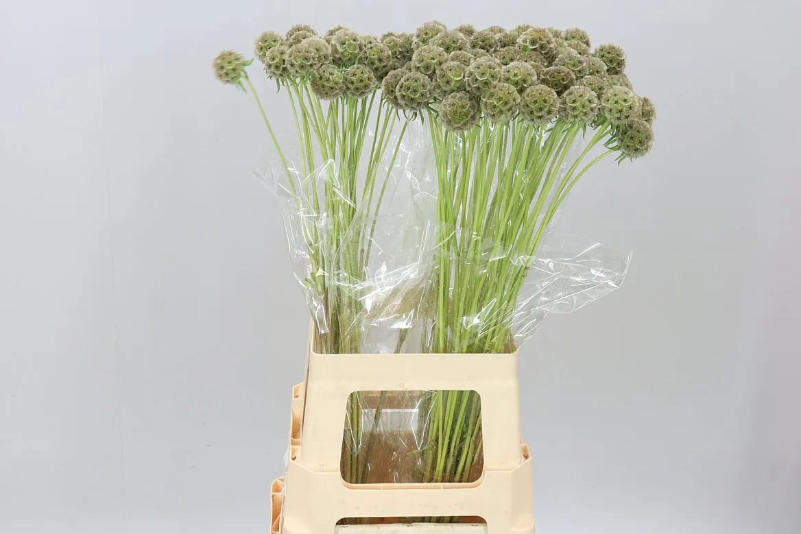 Scabiosa Stellata Zd • 70 cm