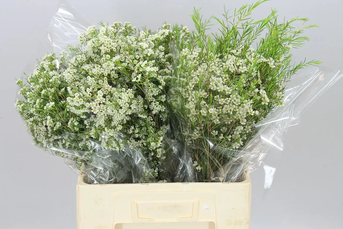 Chame Wax Blizzard • 60 cm