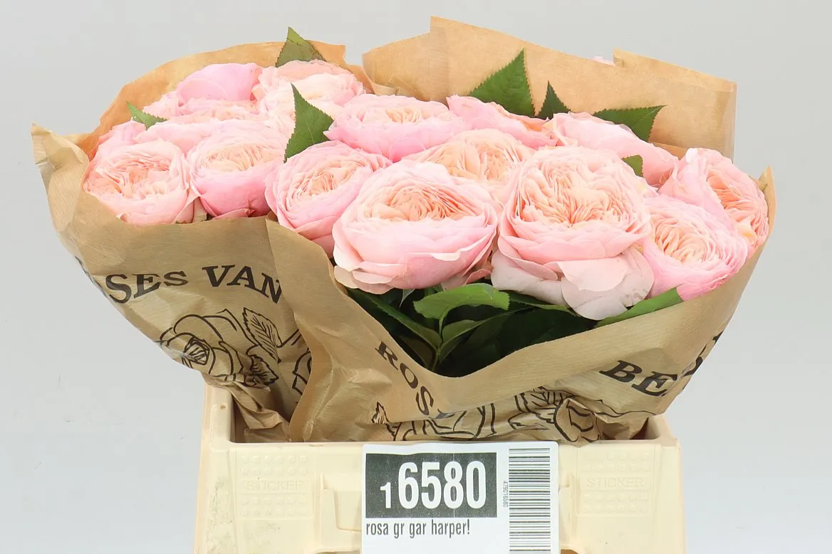 Rosa Gar Harper! • 40 cm
