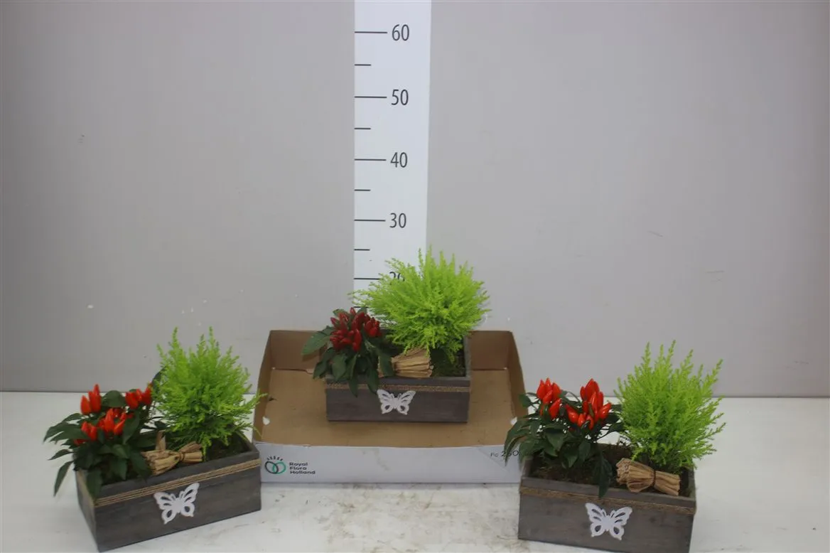 Arr Tuinplanten v obale Houten Kistje • črepník 22 cm