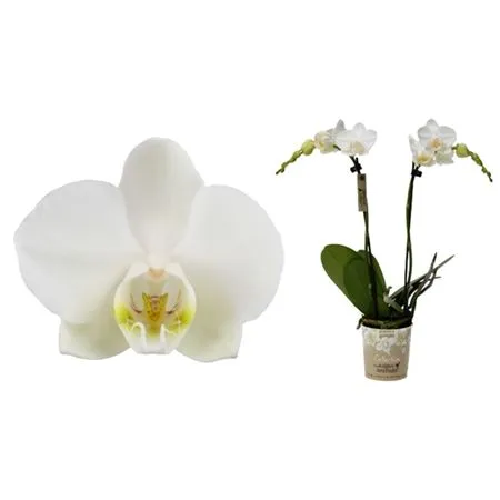 Phal Midi Wit 2 Tak • črepník 9 cm