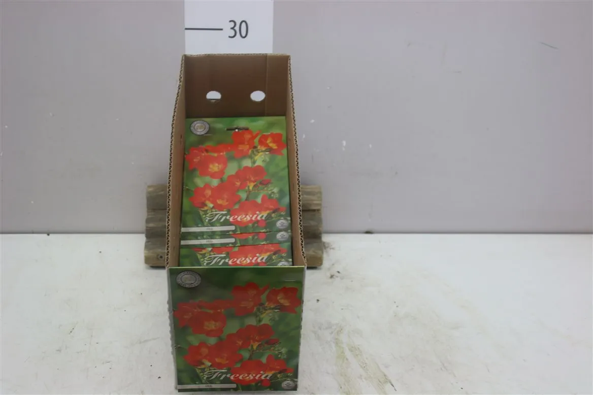Bol Freesia Single Red X15
