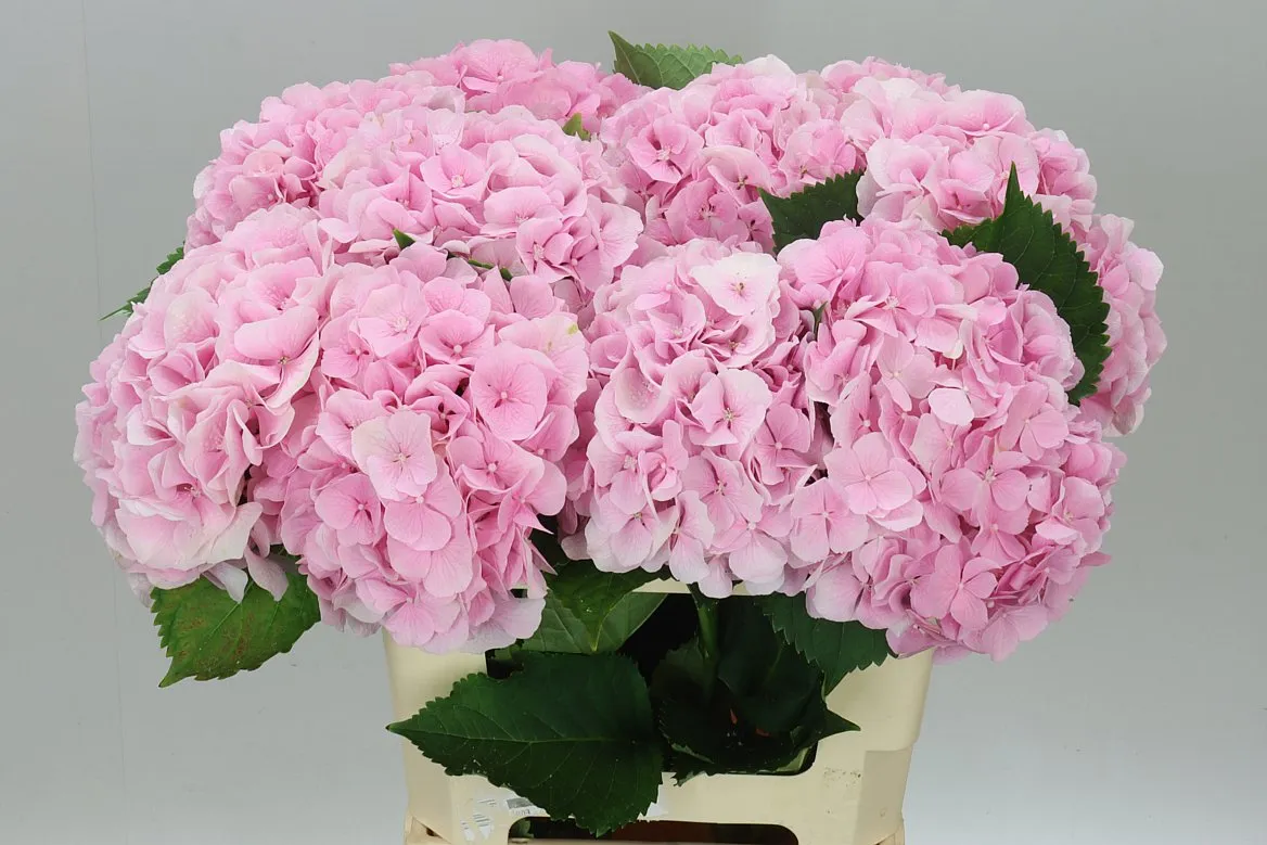 Hyd Verena Pink Pale • 60 cm