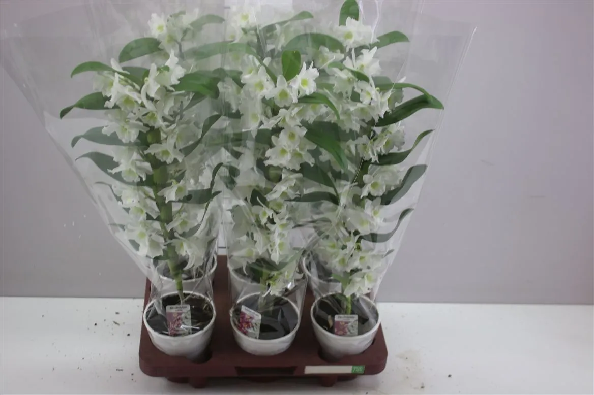 Orchidea Dendrobium Nobilee biela Rijp, 1 výhon • črepník 12 cm