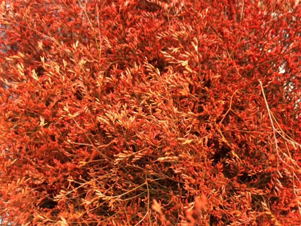 Limónium Beltaard Orange • 80 cm