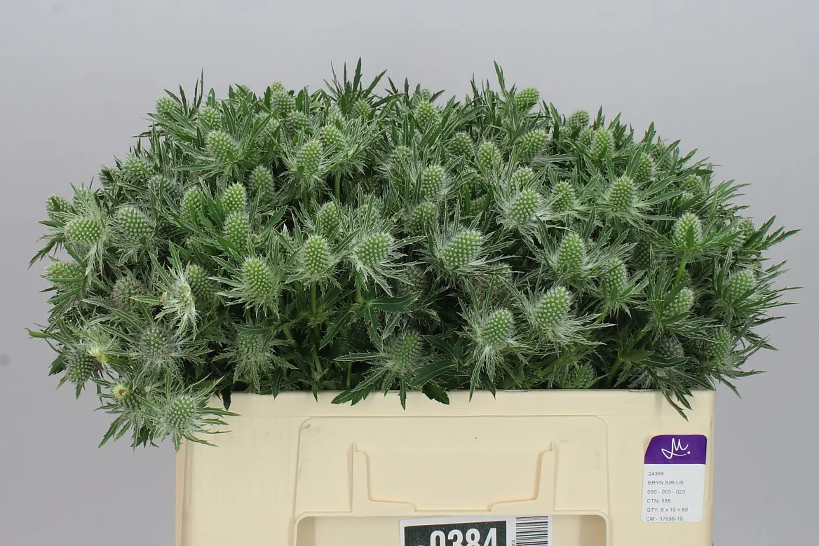 Eryngium Sirius • 50 cm