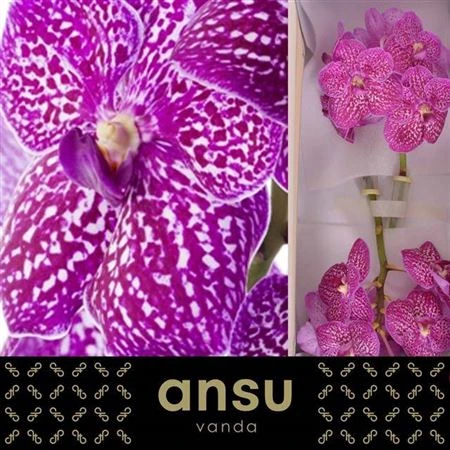 Orchidea Vanda Su Lipstick