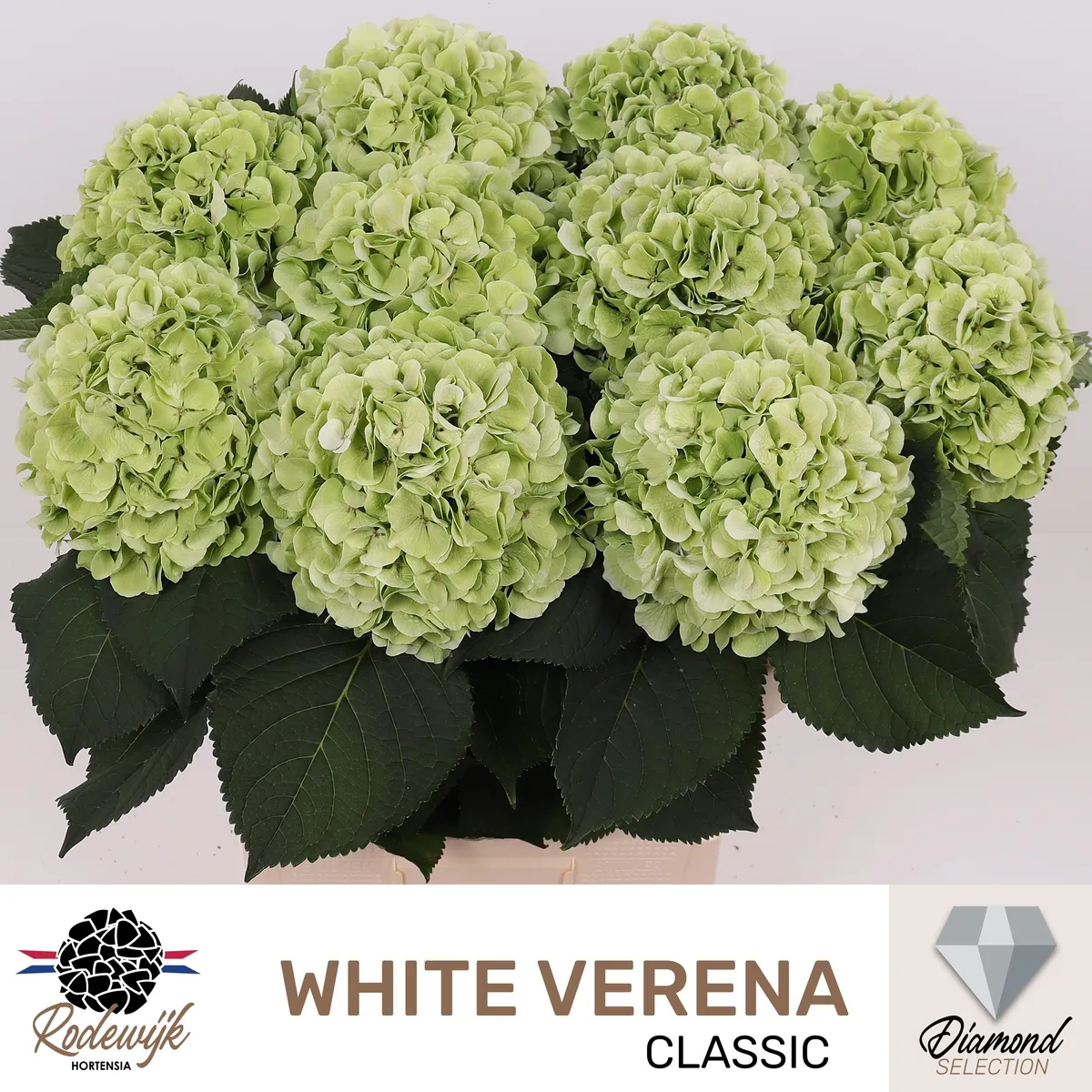 Hydr M Ch Whi Ver Cl • 80 cm
