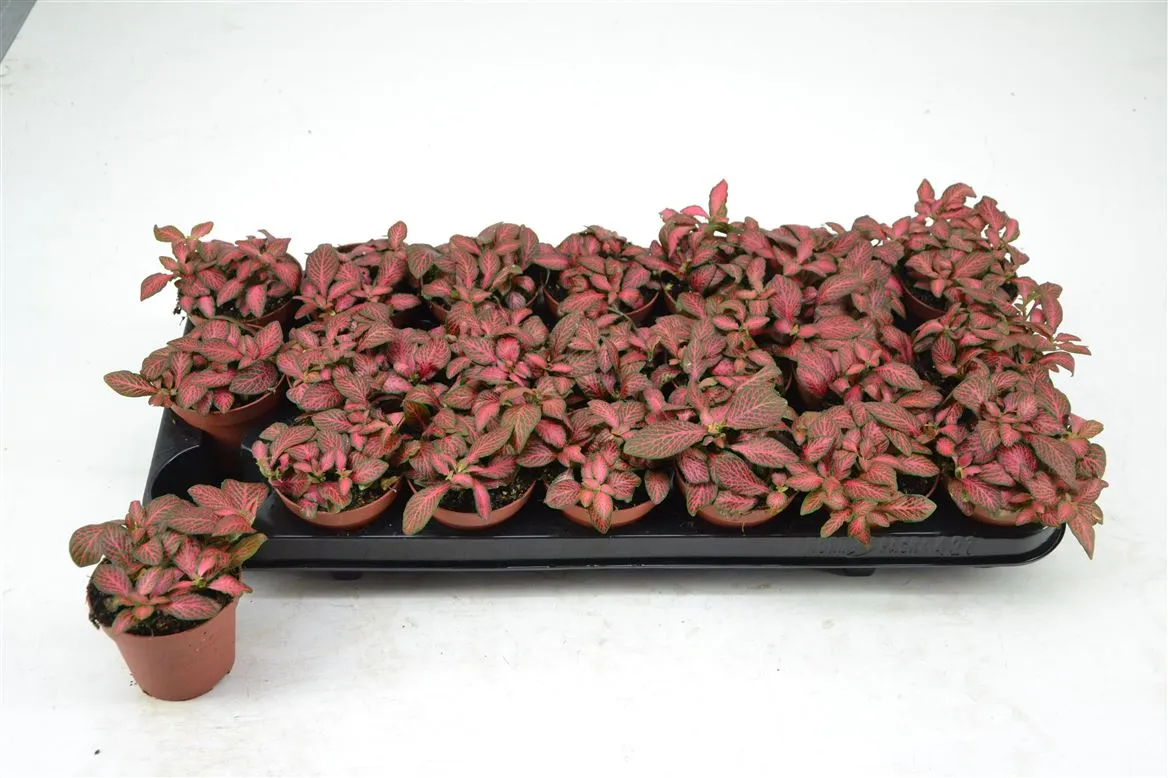Fittonia Red • črepník 8,5 cm