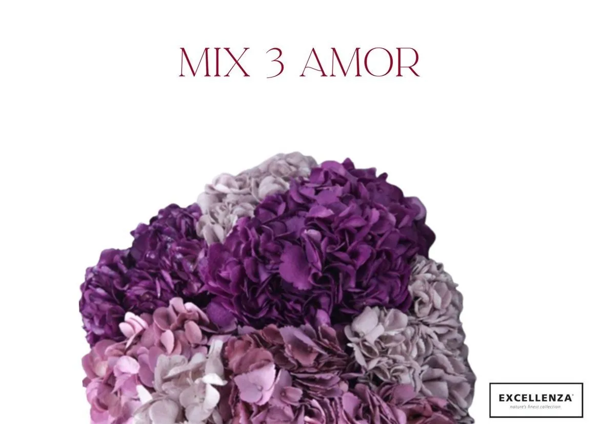 Hortenzia mix Amor Box Ex • 65 cm