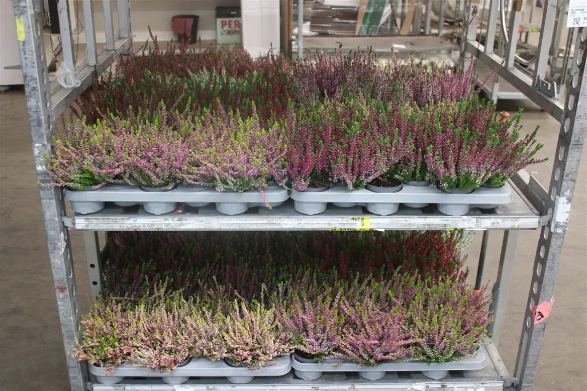 Calluna Vulgaris Mixtrolley • črepník 9,5 cm