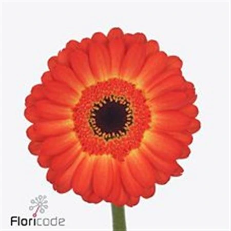 Germini Flamazing • 45 cm